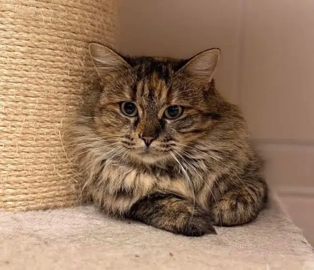 chatte lost   60200 Compiègne Amandine