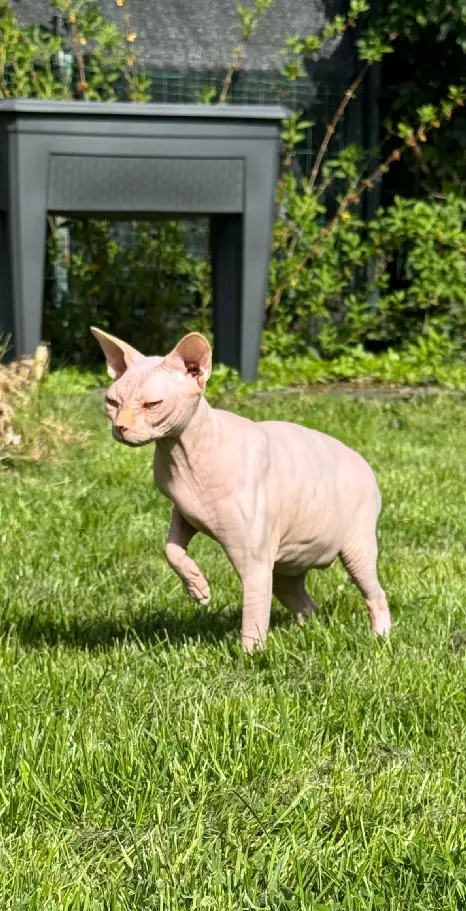 Chatte Perdue 60 Oise - Ange Chatte Perdue 60 Oise - Ange