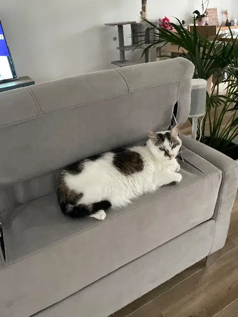 chatte lost   60190 Lachelle Angel