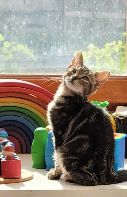 chatte lost   60240 Fleury Artemis