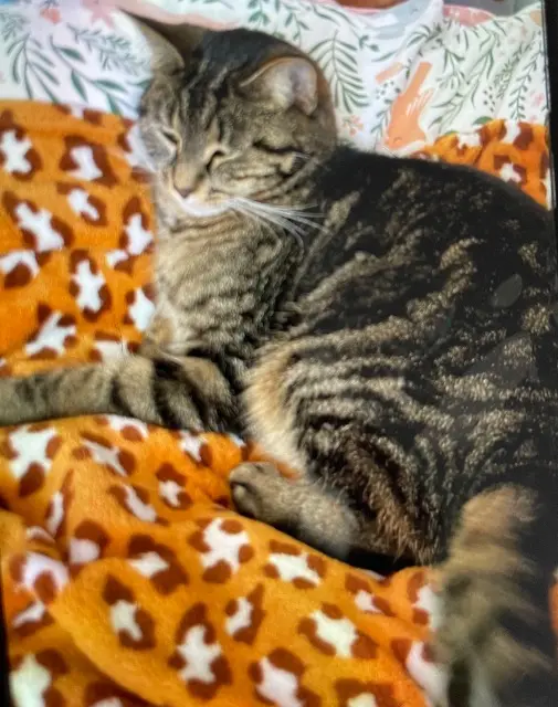 Katze lost   60150 Montmacq Bandzai