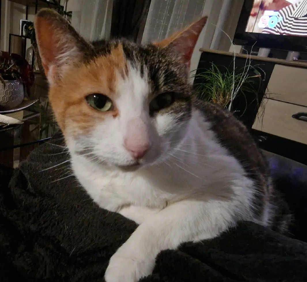Chatte Perdue 60 Oise Chatte Perdue 60 Oise