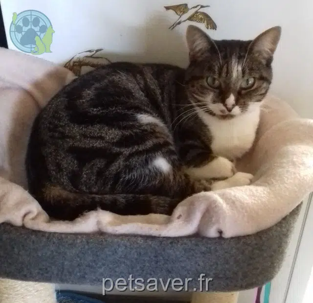 chatte perdue 60110 Amblainville Caline chatte lost 60110 Amblainville Caline