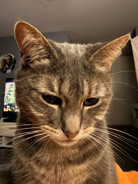 chatte lost   60000 Beauvais Chanel