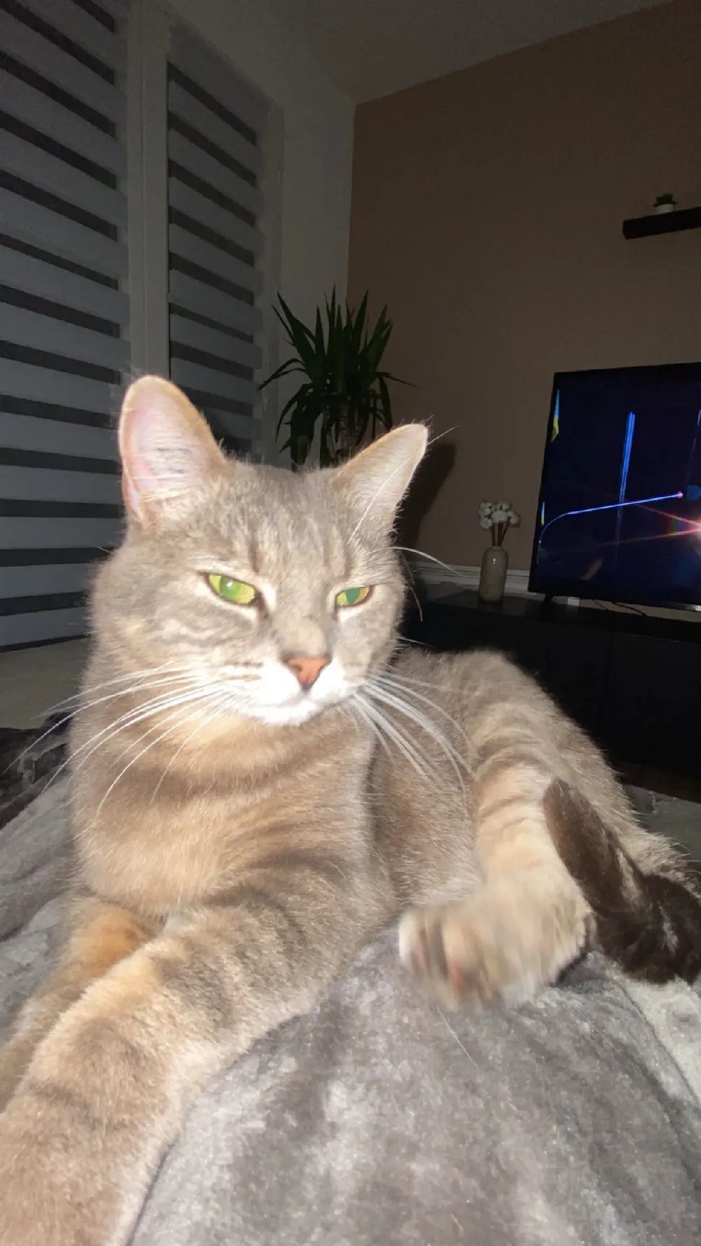 Chatte Perdue 60 Oise - Chat-perdu Chatte Perdue 60 Oise - Chat-perdu