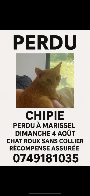 chatte lost   60000 Beauvais Chipie