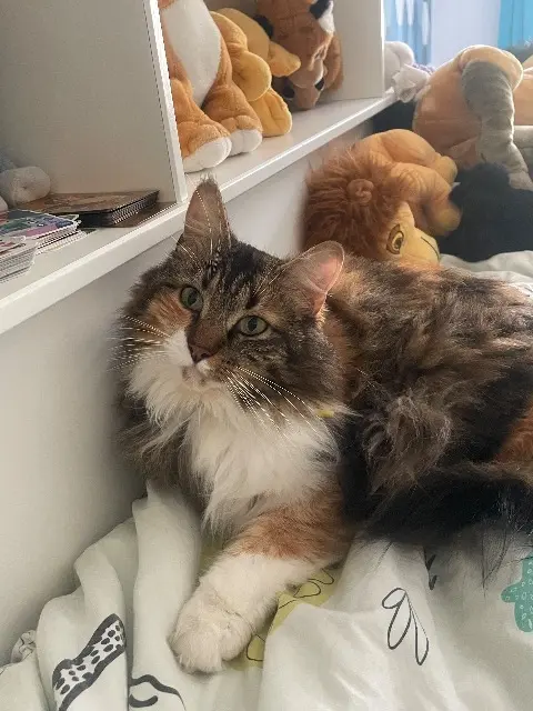 chatte lost   60290 Neuilly-sous-Clermont Cookie