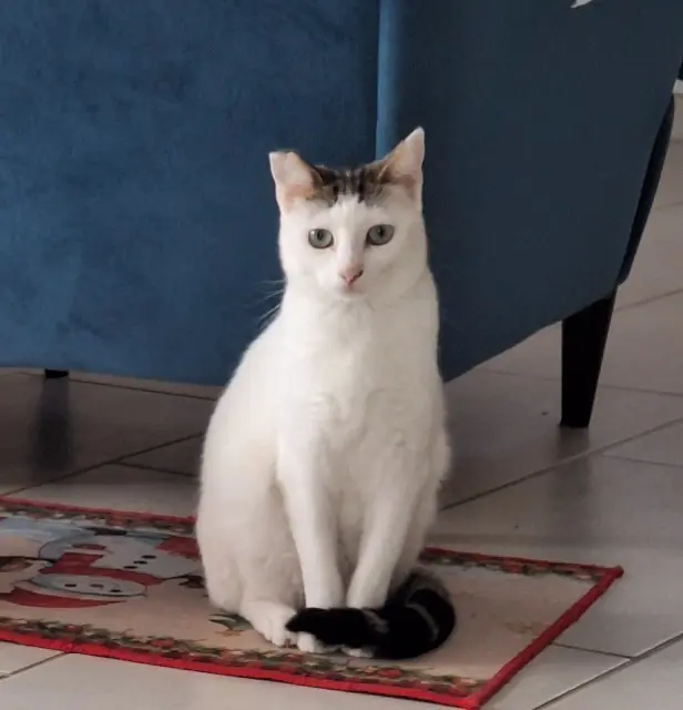 chatte lost   60400 Cuts Cupidon