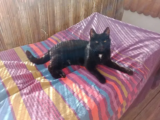 Chatte Perdue 60 Oise - Câline Chatte Perdue 60 Oise - Câline