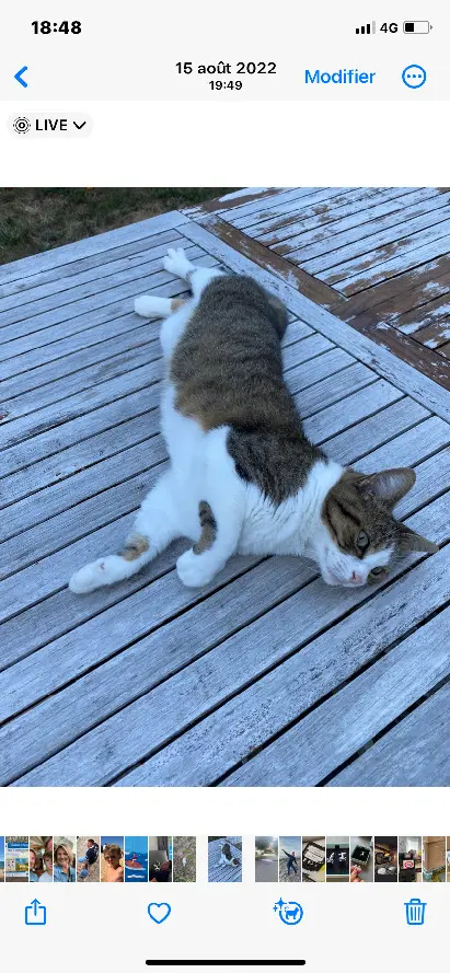 Chatte Perdue 60 Oise - Daisy Chatte Perdue 60 Oise - Daisy