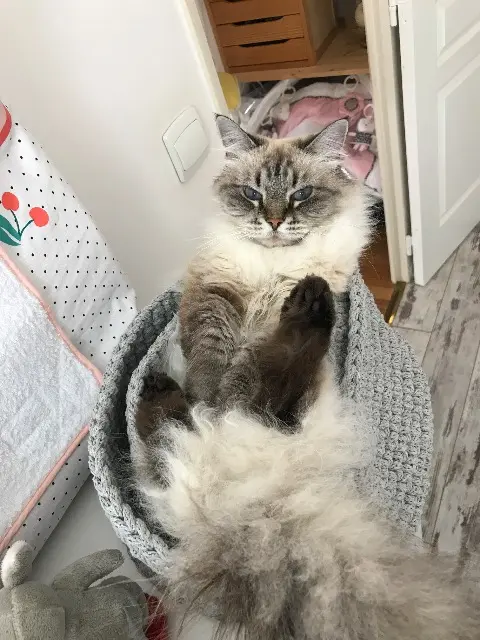 chatte lost   60230 Chambly Felitsa