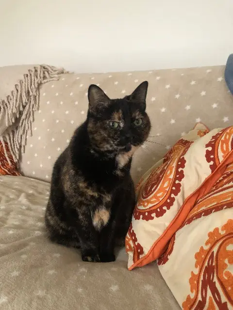 chatte lost   60730 Sainte-Geneviève Gaia perdue le 10 avril 2025