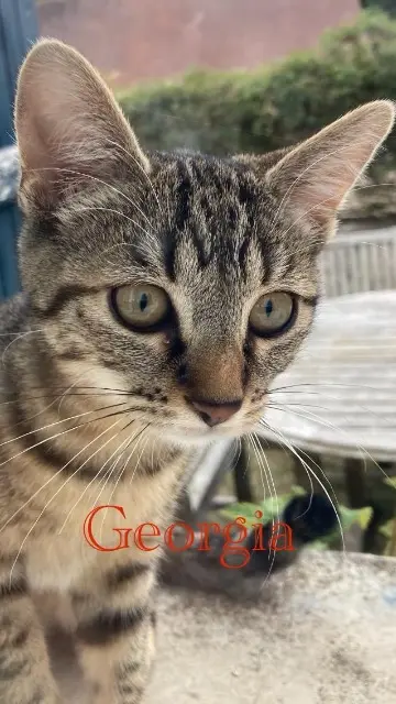 chatte lost   60300 Fontaine-Chaalis Georgia