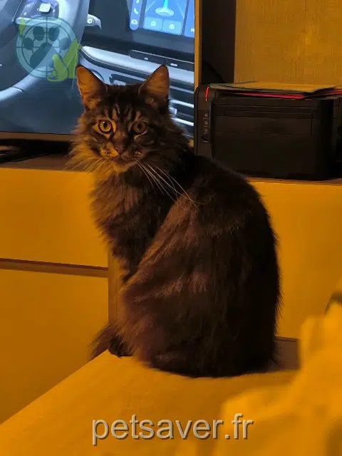 gata lost   60130 Saint-Just-en-Chaussée Grace