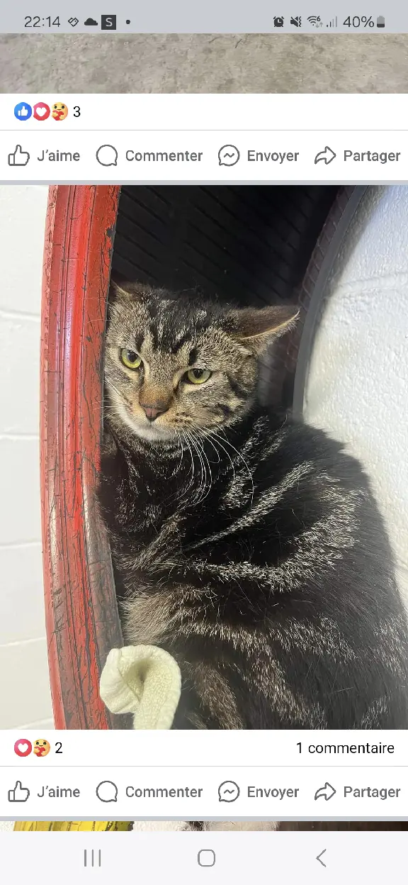 Chatte Perdue 60 Oise - Grisette Chatte Perdue 60 Oise - Grisette