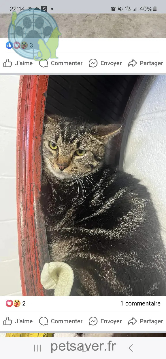 Chatte Perdue 60 Oise - Grisette Chatte Perdue 60 Oise - Grisette