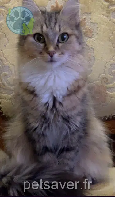 chatte lost   60000 Beauvais Gucci