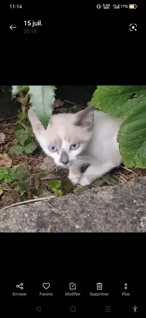 chatte lost   60100 Creil Helice