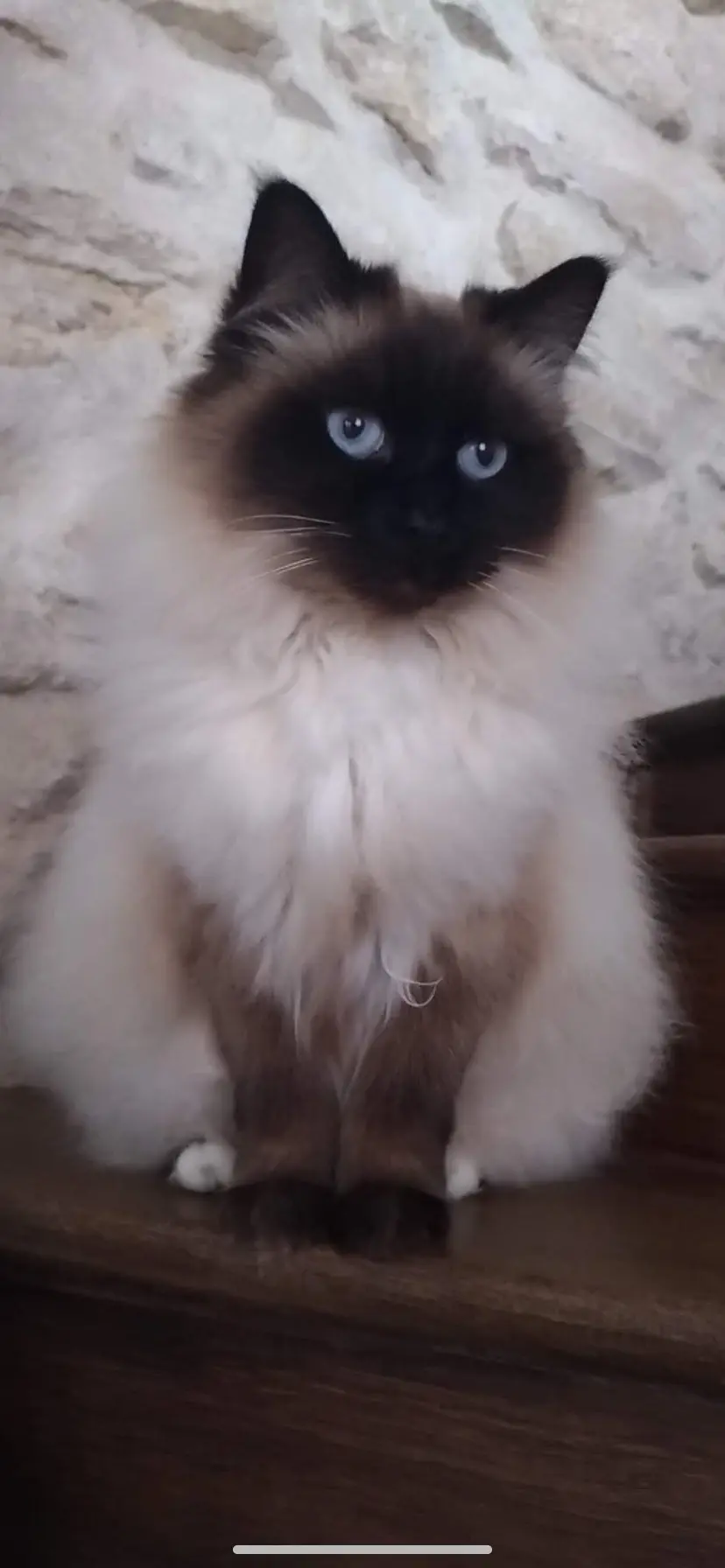 Chatte Perdue 60 Oise - Hina Chatte Perdue 60 Oise - Hina