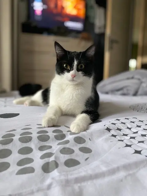 chatte lost   60290 Laigneville Hinata