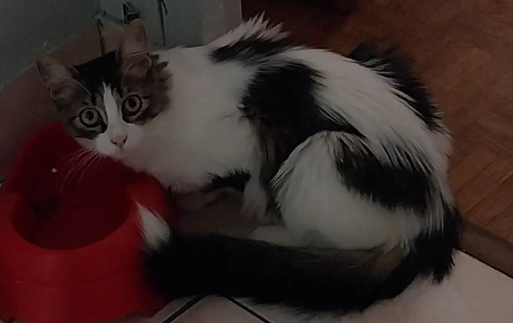 Chatte Perdue 60 Oise Chatte Perdue 60 Oise