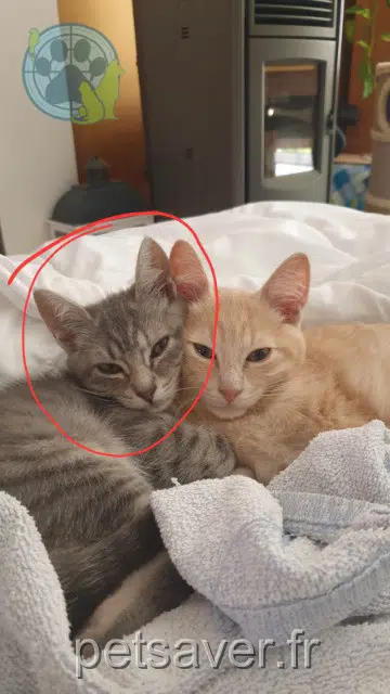 chatte lost 60800 Lévignen Ice