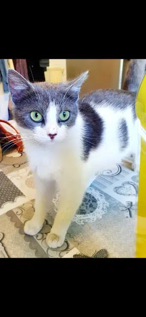 chatte lost   60660 Saint-Vaast-lès-Mello Indie