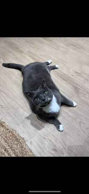 chatte lost   60600 Breuil-le-Vert Ioka