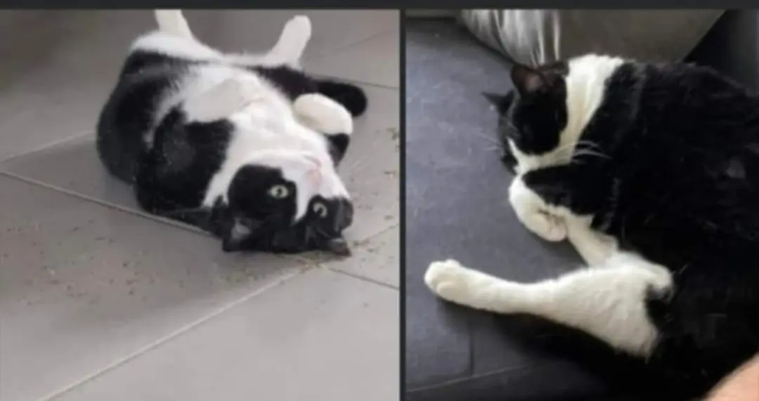 Chatte Perdue 60 Oise - Kina Chatte Perdue 60 Oise - Kina