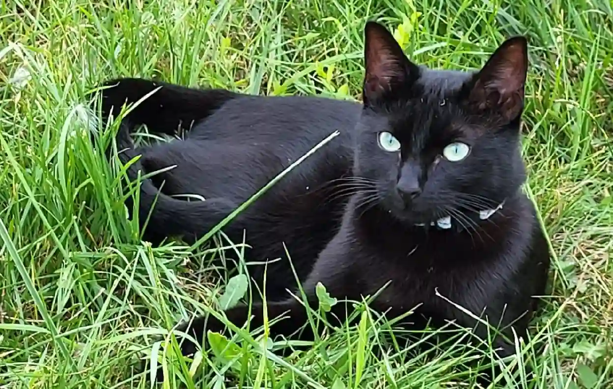 Chatte Perdue 60 Oise - Kyara Chatte Perdue 60 Oise - Kyara