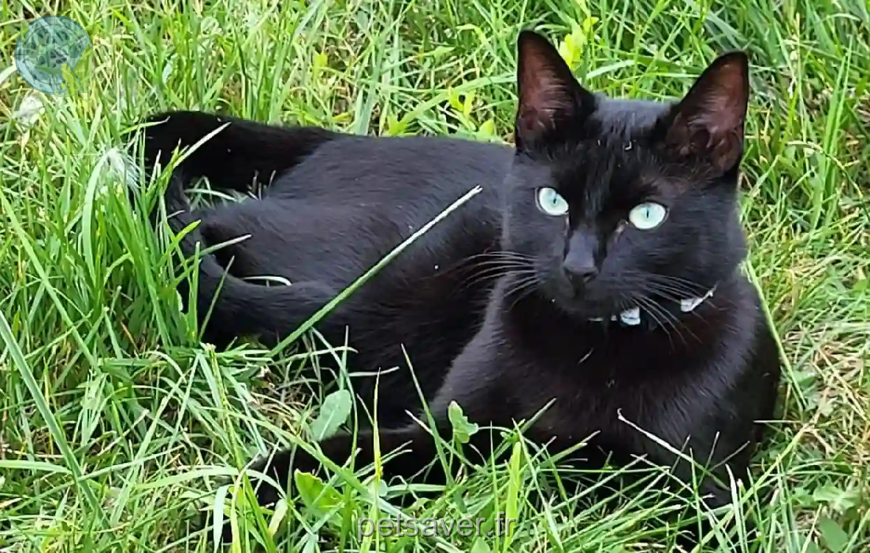Chatte Perdue 60 Oise - Kyara Chatte Perdue 60 Oise - Kyara