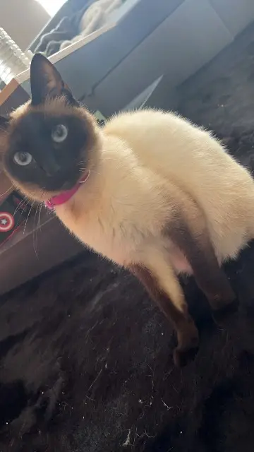 chatte lost   60790 La Drenne Bella