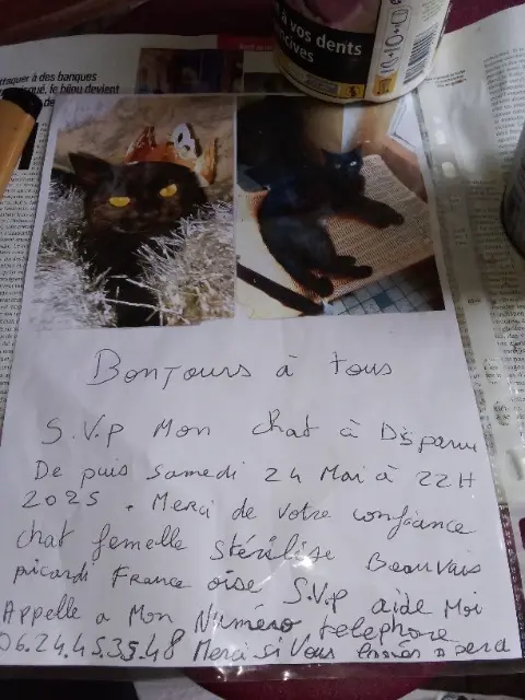 chatte lost   60000 Beauvais Lassy