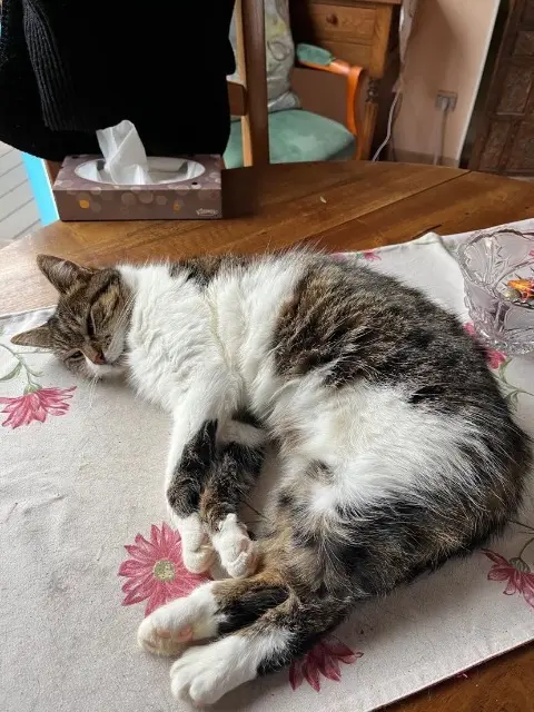 cat lost   60650 Saint-Paul Lila