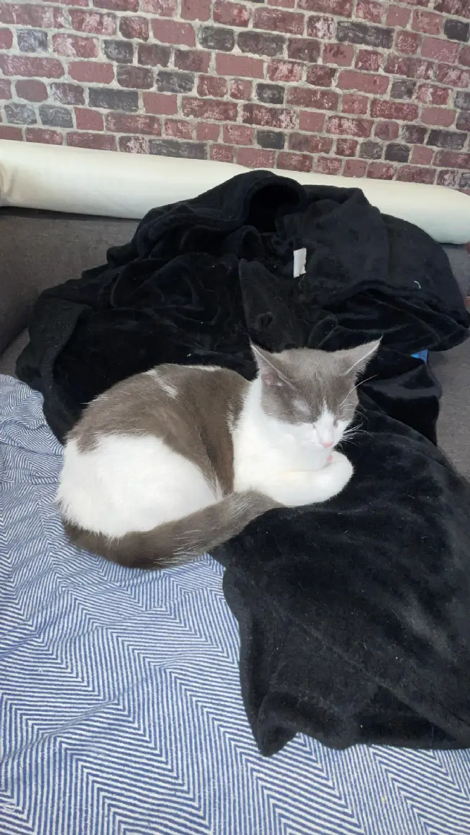 Chatte Perdue 60 Oise - Lilo Chatte Perdue 60 Oise - Lilo