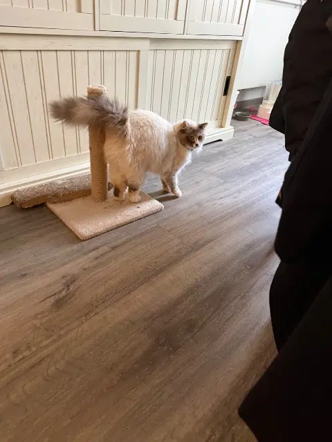 chatte lost   60530 Morangles Lily