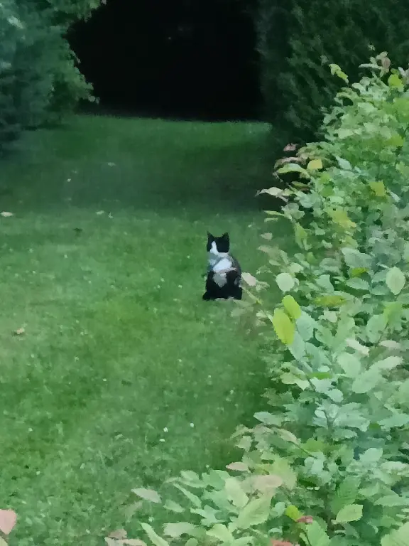 Chatte Perdue 60 Oise - Linette Chatte Perdue 60 Oise - Linette