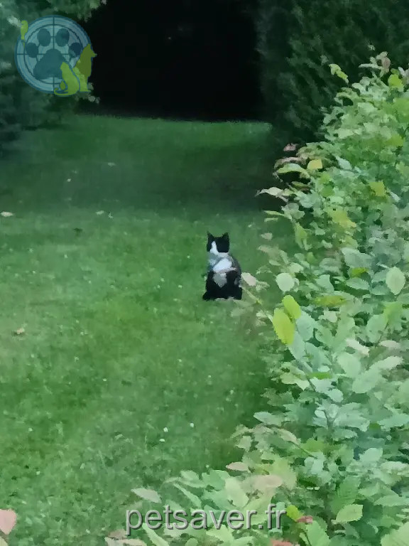 Chatte Perdue 60 Oise - Linette Chatte Perdue 60 Oise - Linette