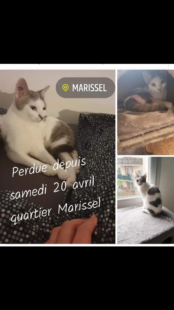 Chatte Perdue 60 Oise - Louna Chatte Perdue 60 Oise - Louna
