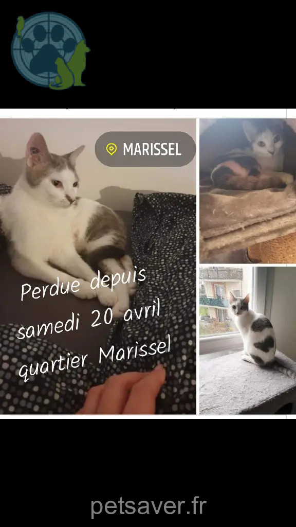 Chatte Perdue 60 Oise - Louna Chatte Perdue 60 Oise - Louna