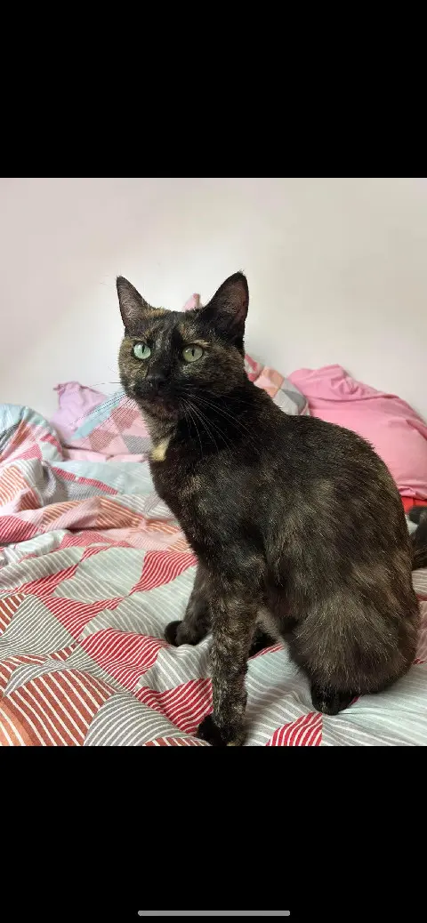 Chatte Perdue 60 Oise - Lua Chatte Perdue 60 Oise - Lua