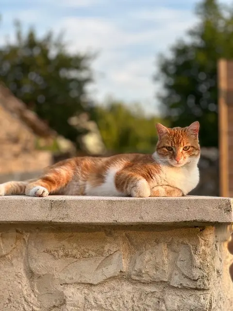 chatte lost   60350 Couloisy Luna