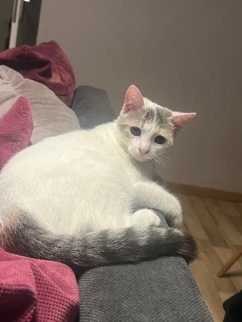 chatte lost   60340 Villers-sous-Saint-Leu Macha