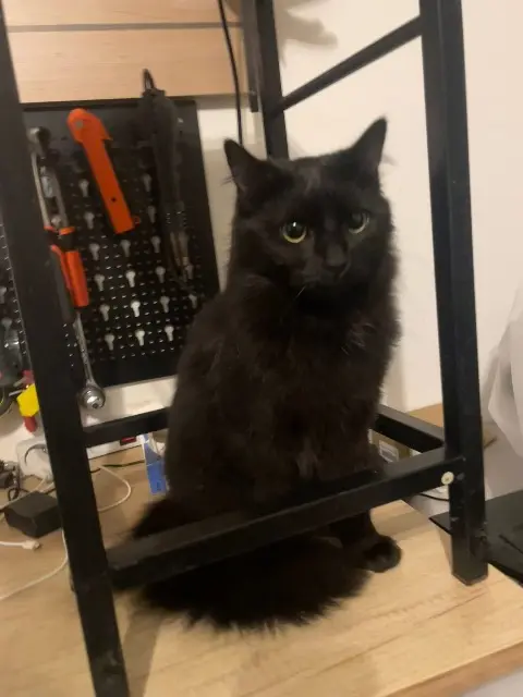 chatte lost   60410 Saintines Mao