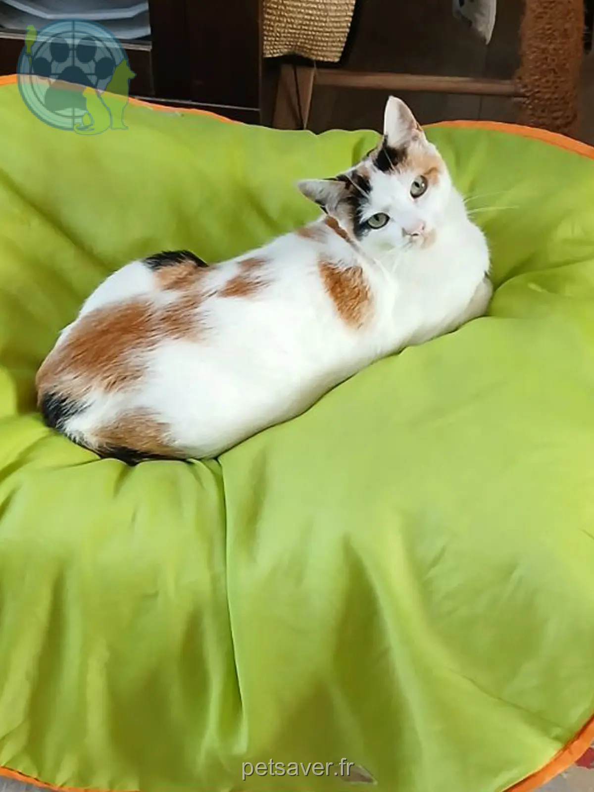 Chatte Perdue 60 Oise - Masaï Chatte Perdue 60 Oise - Masaï