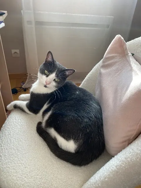 chatte lost   60640 Golancourt Maya