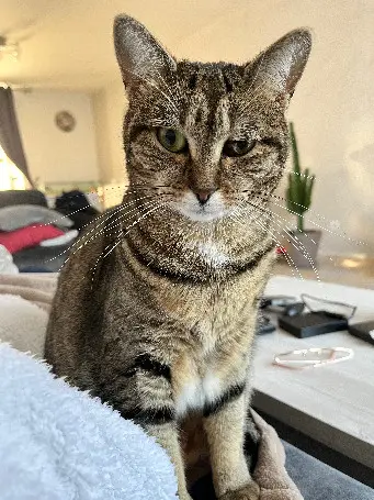 Chatte Perdue 60 Oise - Maya Chatte Perdue 60 Oise - Maya