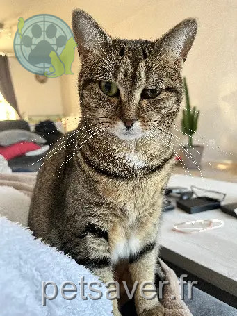 Chatte Perdue 60 Oise - Maya Chatte Perdue 60 Oise - Maya