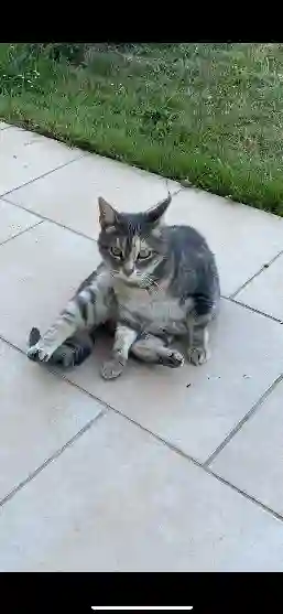 Chatte Perdue 60 Oise - Maya Chatte Perdue 60 Oise - Maya