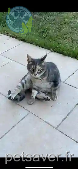 Chatte Perdue 60 Oise - Maya Chatte Perdue 60 Oise - Maya